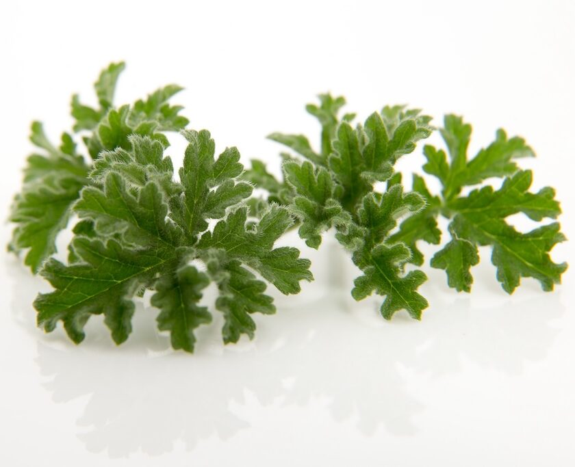 Citrommuskátli levél