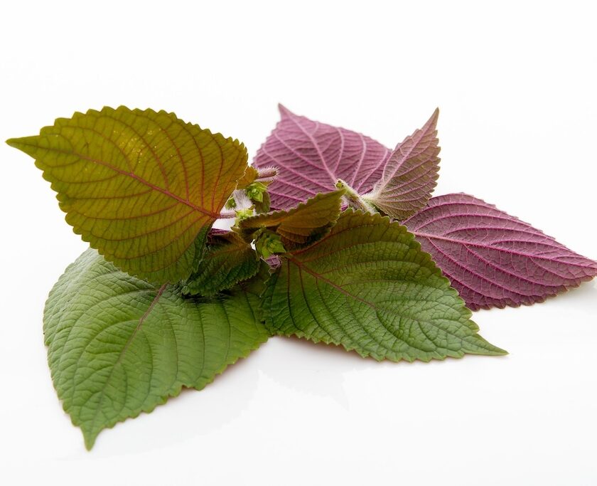 Shiso bicolour